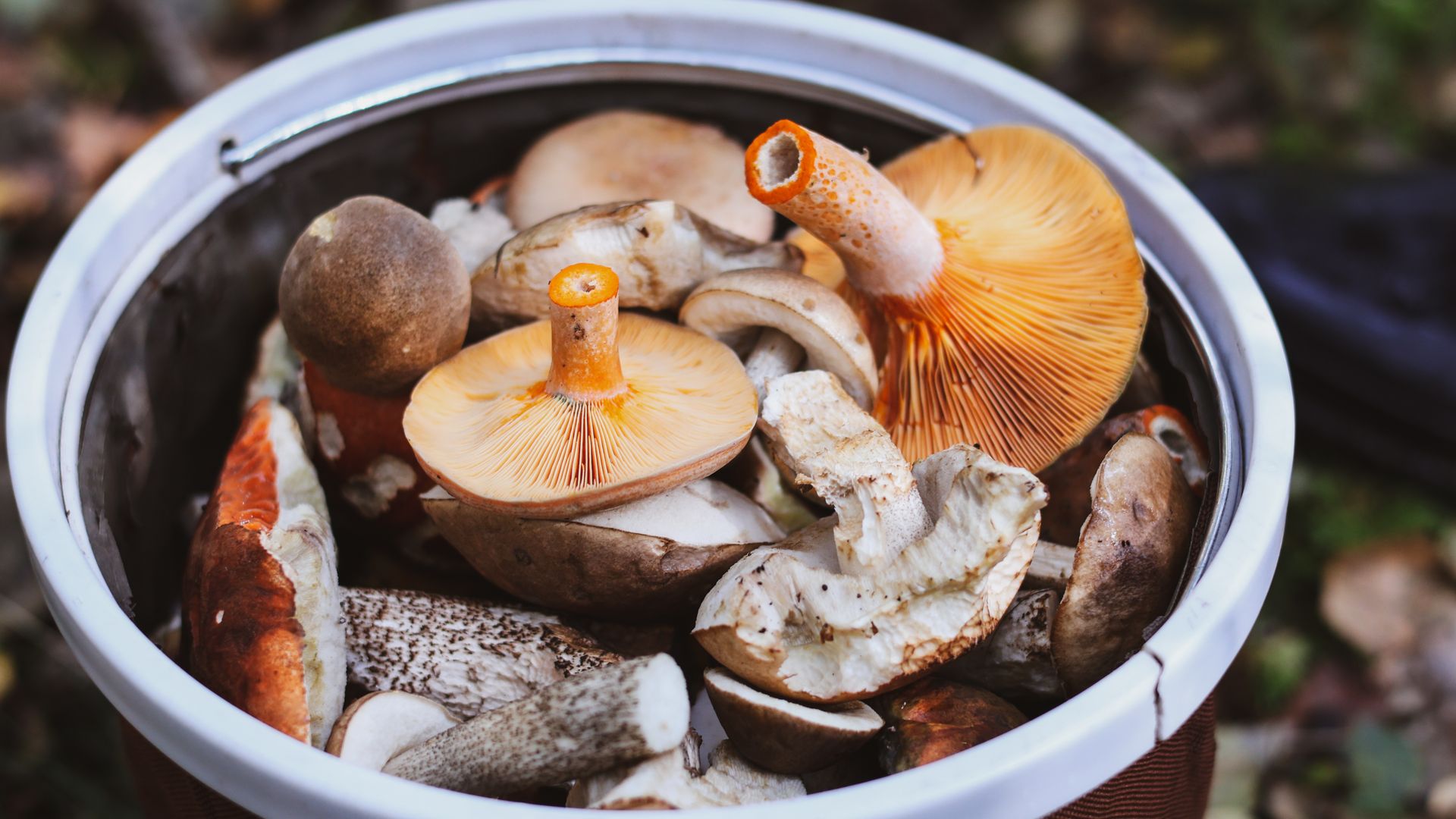 Comment reconnaître et cueillir champignons comestibles en sécurité ?