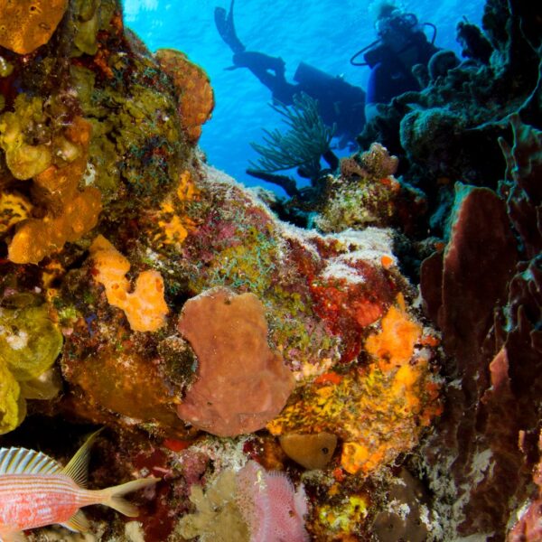 Spots de plongée sous-marine en Méditerranée : les plus beaux sites
