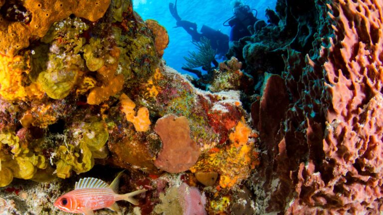 Spots de plongée sous-marine en Méditerranée : les plus beaux sites