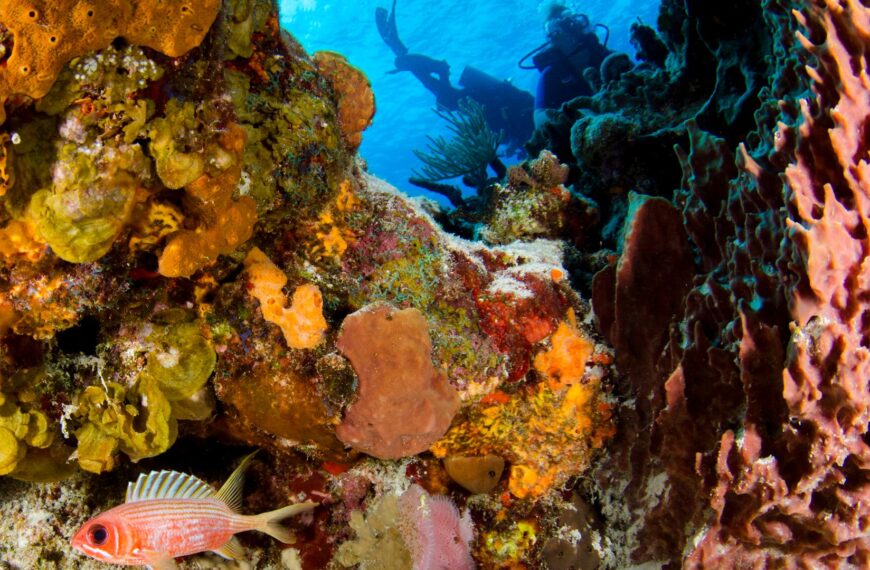 Spots de plongée sous-marine en Méditerranée : les plus beaux sites